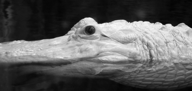 micah-dean-smith-indiana-review